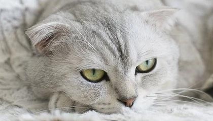 九游体育下载：让你随时随地掌控比赛的全新体育入口